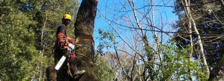 elagage arbre dangereux